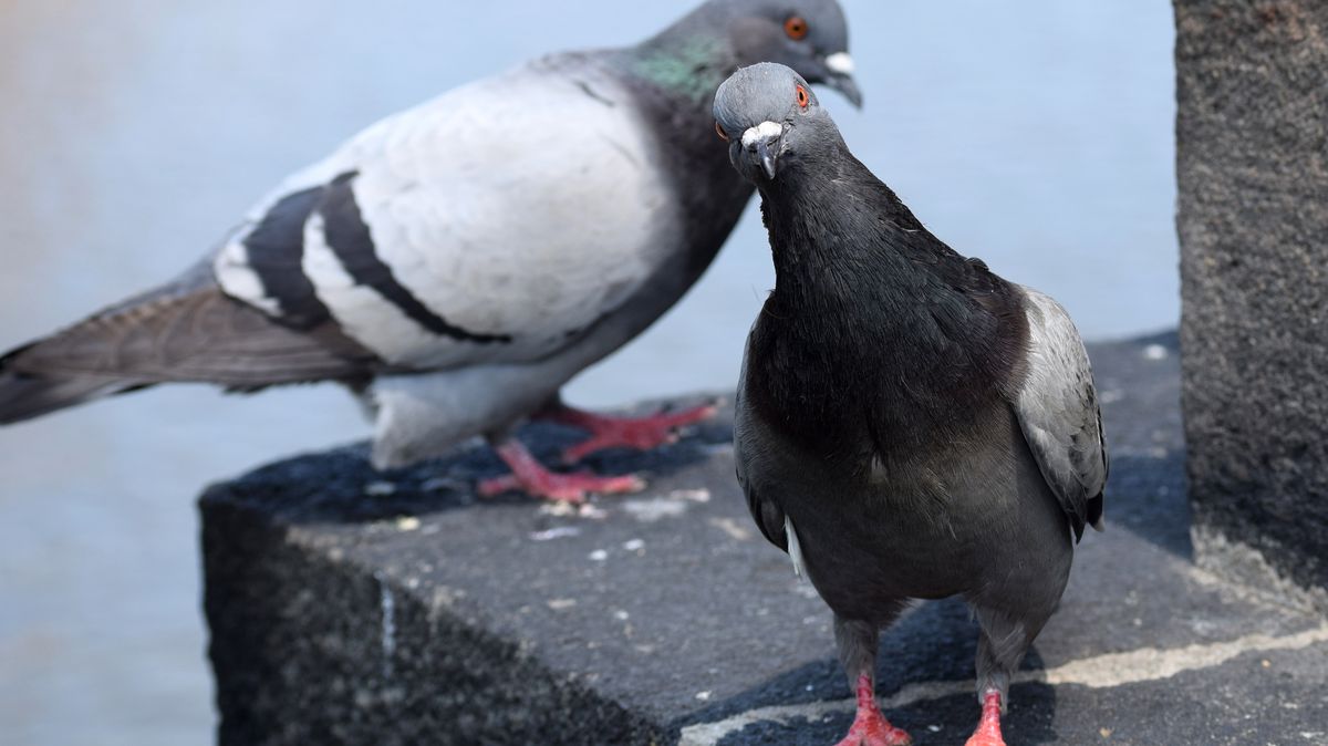Kroměříž chce snížit počet holubů ve městě, k odchytu si najala firmu